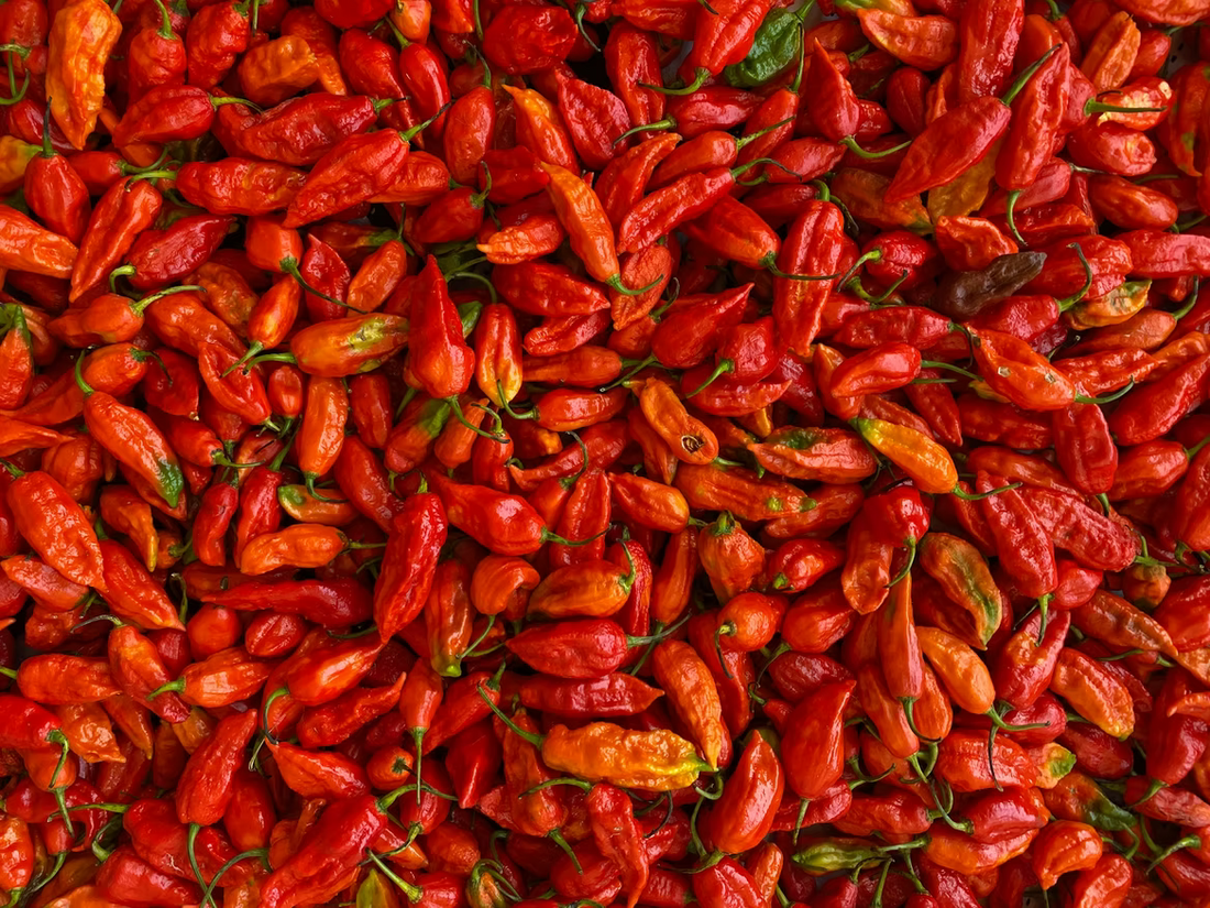 How spicy is the Indian Bhut Jolokia /Ghost Chilli?