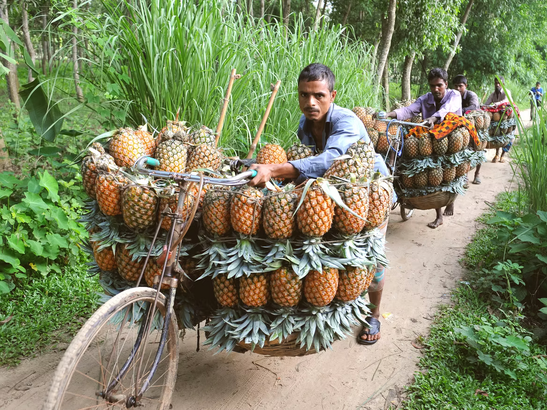 Insights from the rough end of a pineapple