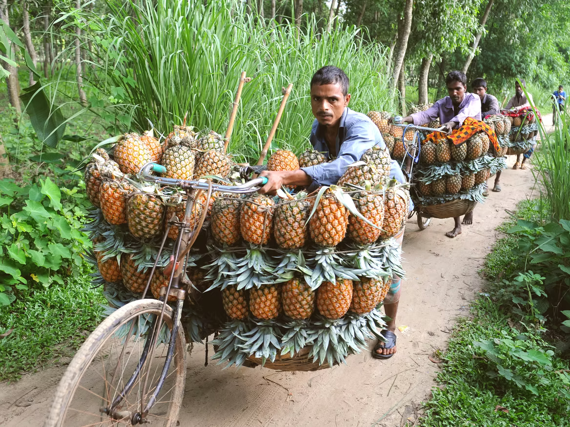 Insights from the rough end of a pineapple