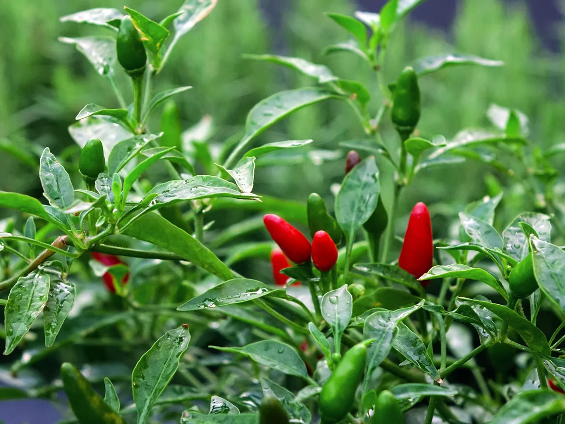 On the Bhut Jolokia & Bird's Eye chilli trail!
